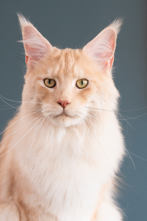 «Груминг котов на тайской косметики Pink Paw Pal»